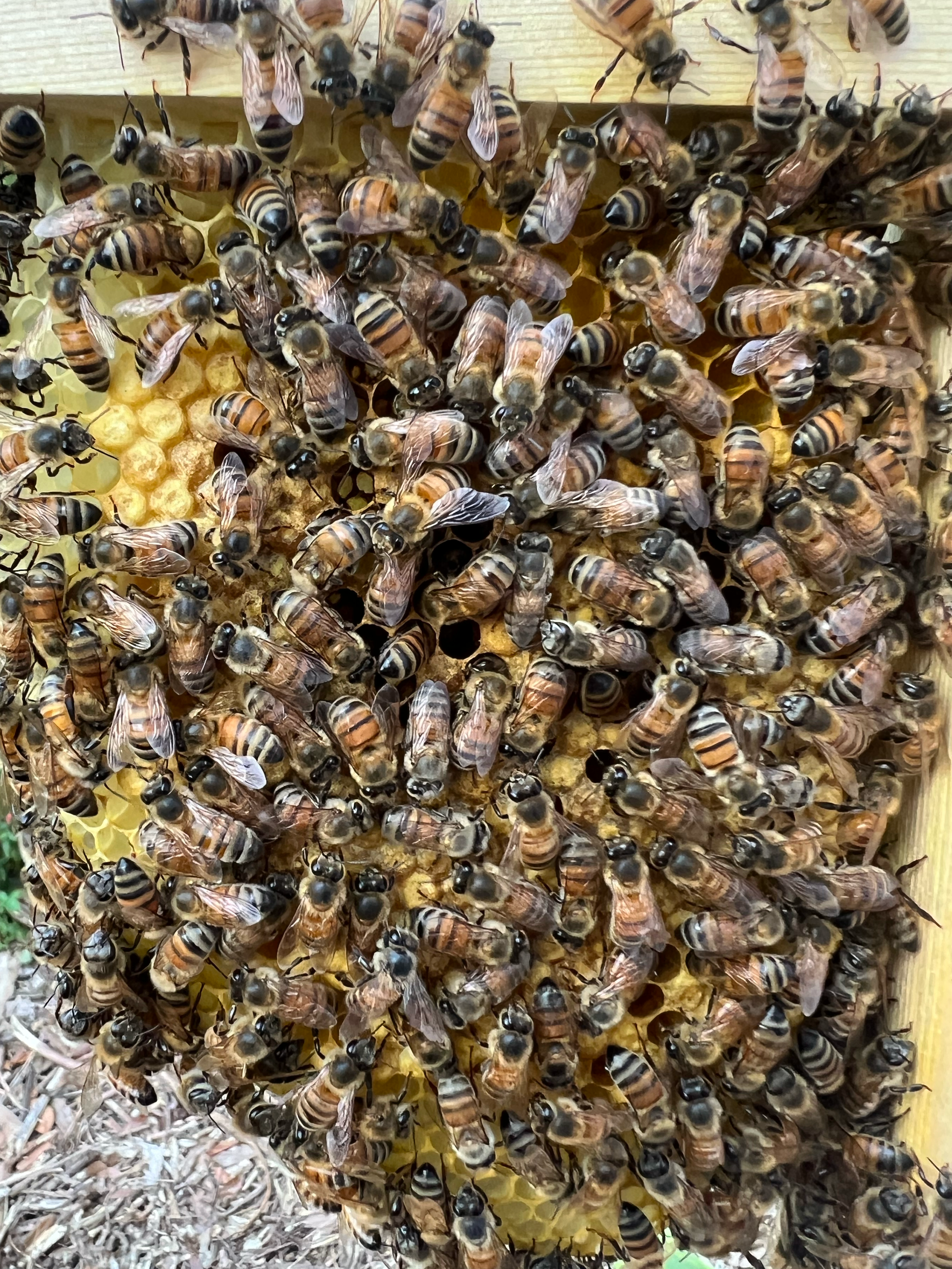 A frame of honeycomb from the hive